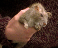 פיטר פטיגרו כסקאברס העכברוש, בידיו של בעליו רון וויזלי